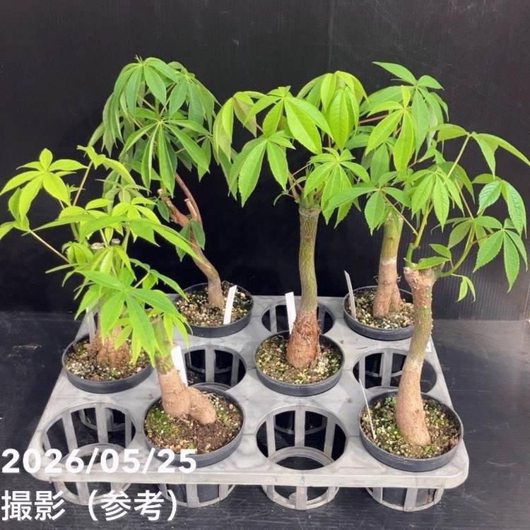 トックリキワタ 3.5号｜花木10-TU | 花木・庭木 | 赤塚植物園