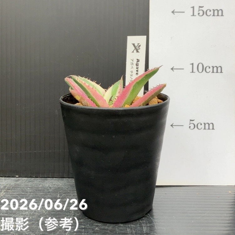 アガベ 3号 スナグルトゥース｜観葉10-TU | 観葉・多肉,アガベ | 赤塚