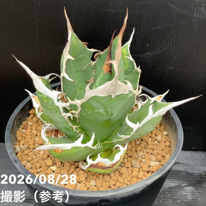 【現品お届け】アガベ 6号 オテロイ 実生(8)|観葉10-TU