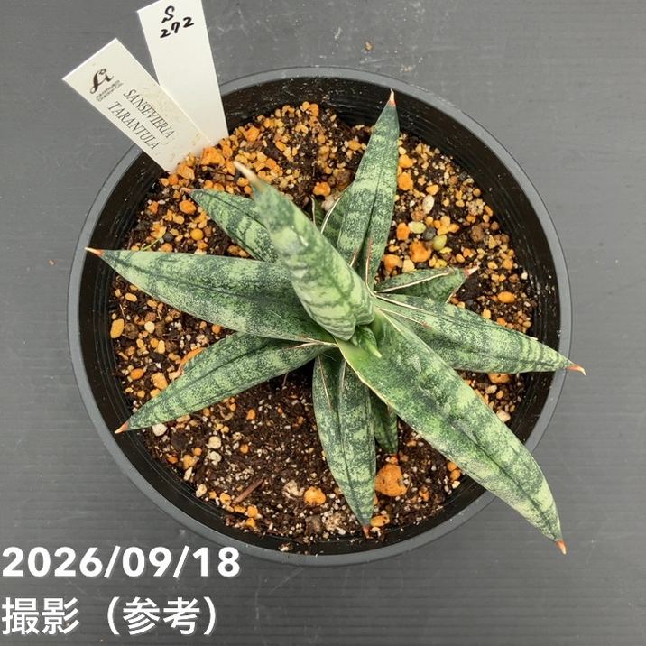 現品お届け】サンスベリア 5号 タランチュラ プラ鉢（S272）｜観葉02