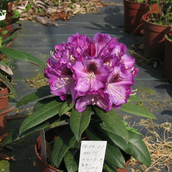 3521）ジャックピティ　リトグラフ　ナスタ―ティウムの花 シャクナゲ スーパーローディー 5号 パープルドーム｜花木01-D1