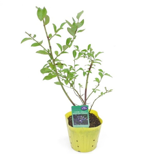 ブルーベリー ラビットアイ系 パウダーブルー 9月下旬以降随時出荷 分類で選ぶ 果樹 赤塚植物園オンライン フラワーショップ 花の音