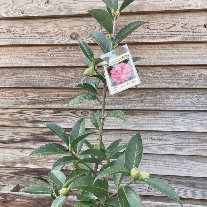 椿 ツバキ 4号 バレーヌーゼン［こだわりの前田ナーセリー苗］｜花木04