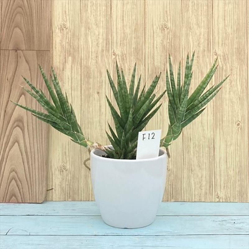 一点物 珍しい サンスベリア フランシシー 4号 白陶器鉢 F12 赤塚植物園自社農場 サンスベリア サンセベリア 赤塚植物園オンライン 花の音