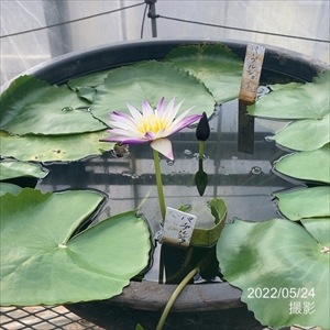 熱帯スイレン 4号 パープルジョイ｜草花01-D1 | 草花,熱帯スイレン