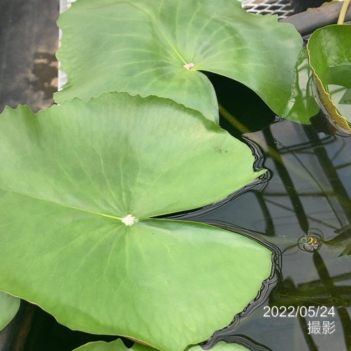 熱帯スイレン 4号 パープルジョイ｜草花01-D1 | 草花,熱帯スイレン