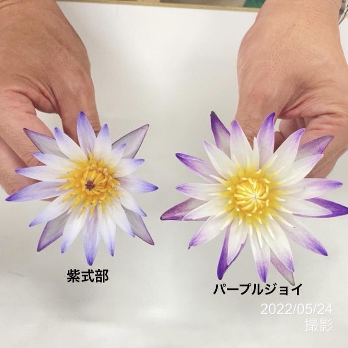 スイレン花 園芸ネット本店｜熱帯スイレン：カラーズサンシャイン7号ポット[開花