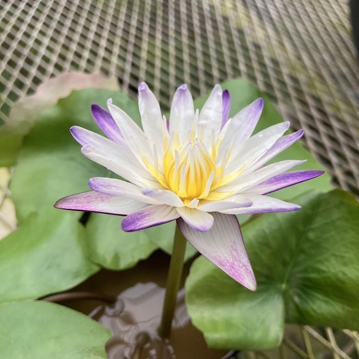 熱帯スイレン 4号 パープルジョイ｜草花01-D1 | 草花,熱帯スイレン