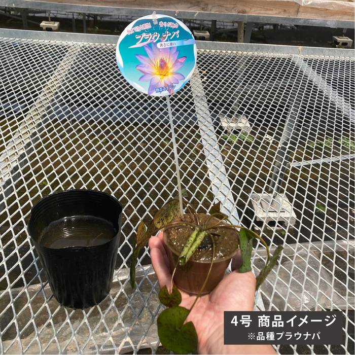 熱帯スイレン 4号 パープルジョイ｜草花01-D1 | 草花,熱帯スイレン