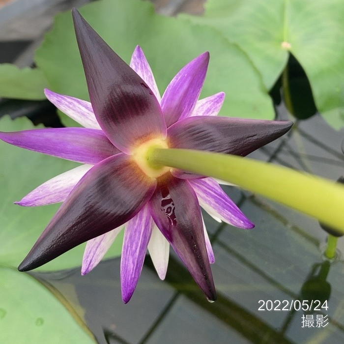 熱帯スイレン 4号 パープルジョイ｜草花01-D1 | 草花,熱帯スイレン