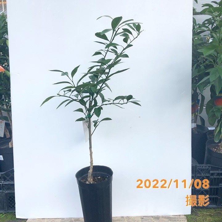 みかん 小原紅早生 5号ロングポット 2年生苗｜柑橘｜果樹04-PA | 果樹