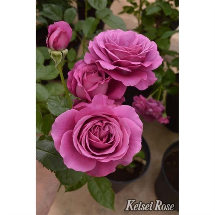 S様✦バラ苗✦ꕥ。.ご確認用ページꕤ‿ꕤ.。 バラ苗 予約新苗 2026 プリマヴィスタ Prima vista 国産ノイバラ台木