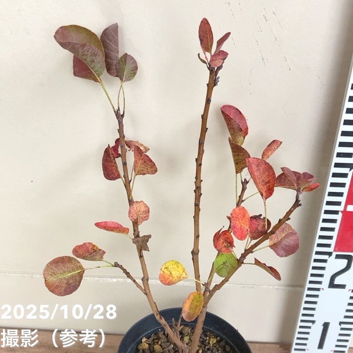 スモークツリー リトルルビー 4.5号｜花木04-PA | 花木・庭木,スモーク