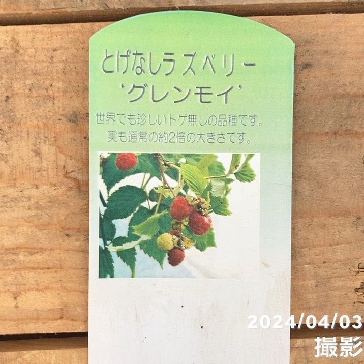 ラズベリー グレンモイ 4.5号｜果樹10-TU | 果樹,ラズベリー