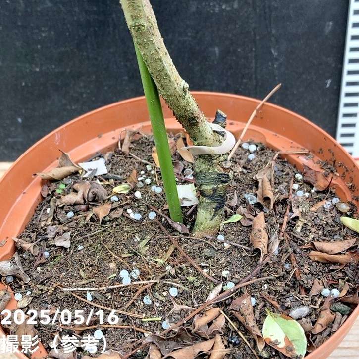 斑入りシマトネリコ 6号スリット鉢｜花木04-PA | 特集,斑入り