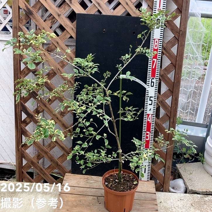 斑入りシマトネリコ 6号スリット鉢｜花木04-PA | 特集,斑入り植物