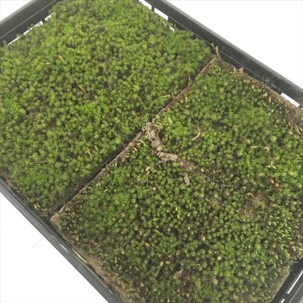 ハイゴケ　10トレー 楽天市場】【京の苔】天然ハイゴケ 大トレー 30枚 【庭園用限定