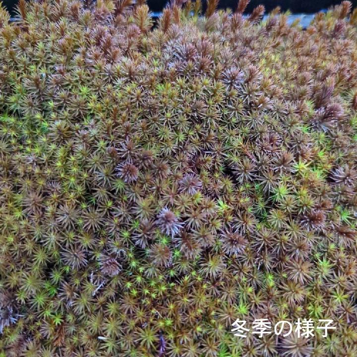 決算！ポイント5倍！7/31まで】苔トレー スギゴケ 杉苔 10枚