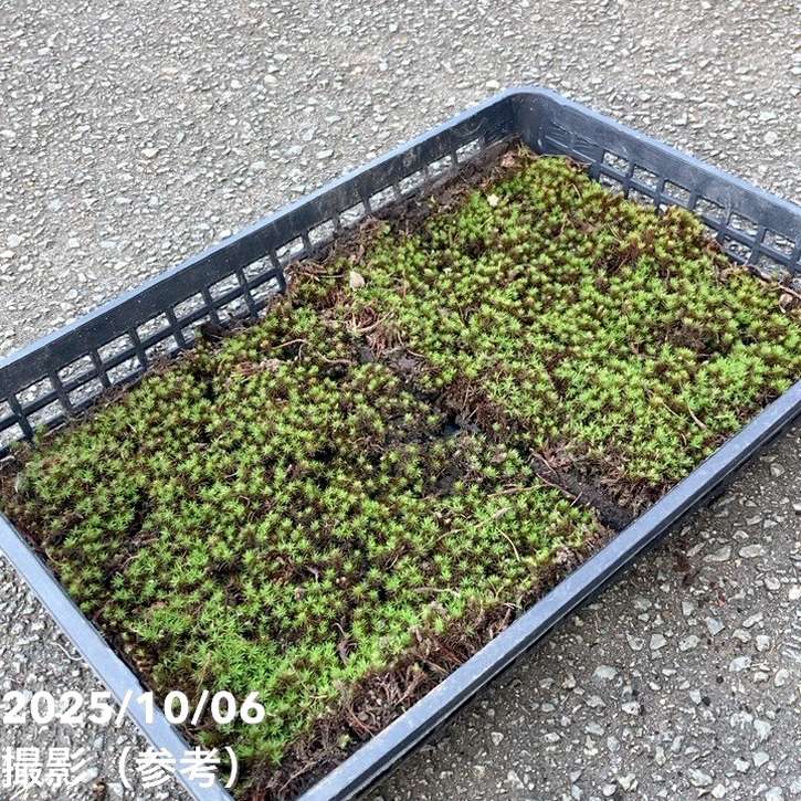 杉苔　スギゴケ　10枚　送料込み　25,000円 杉苔 スギゴケ 10枚 送料込み 25,000円 杉苔 スギゴケ 10枚 送料