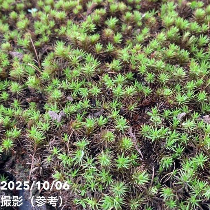 苔トレー スギゴケ 杉苔 10枚｜山野10-AK | □キーワードから