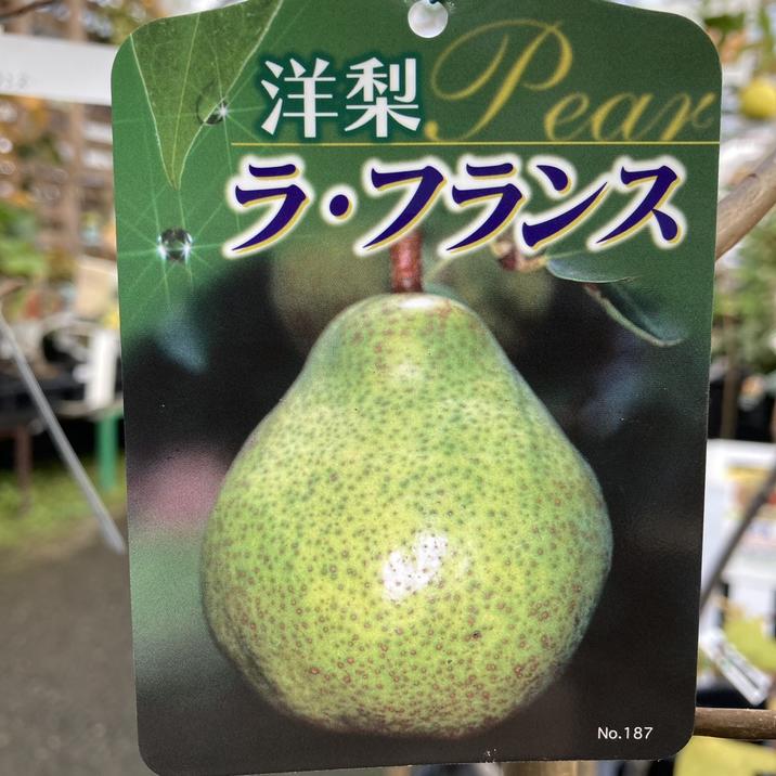 洋梨 ラ・フランス 5号ロングポット｜果樹04-PA | 果樹 | 赤塚植物園
