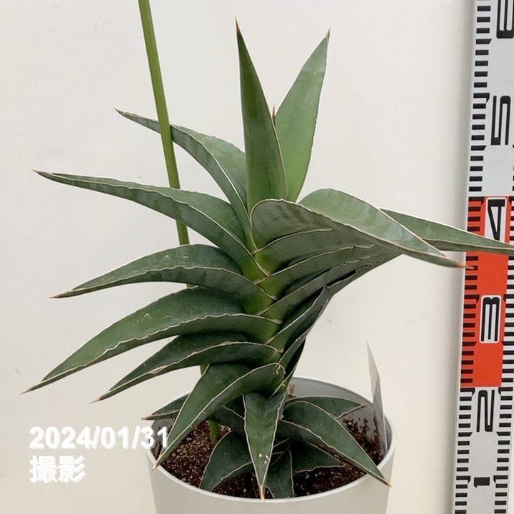 サンスベリア ロイヤルクラウン　ホワイトバリエガータ サンスベリア ロイヤルクラウン ホワイトバリエガータ サンセベリア