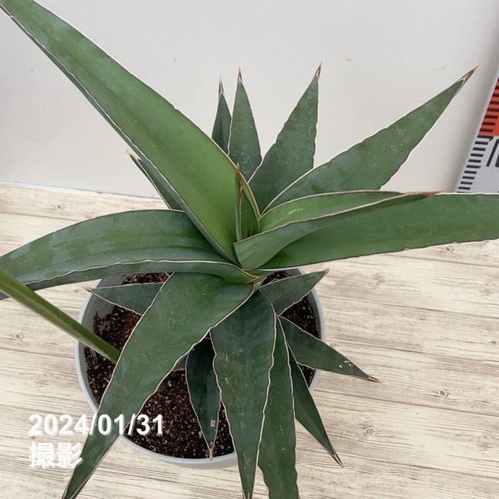 現品お届け】サンスベリア 7号 ソマリアブルー 白プラ鉢仕様｜観葉02