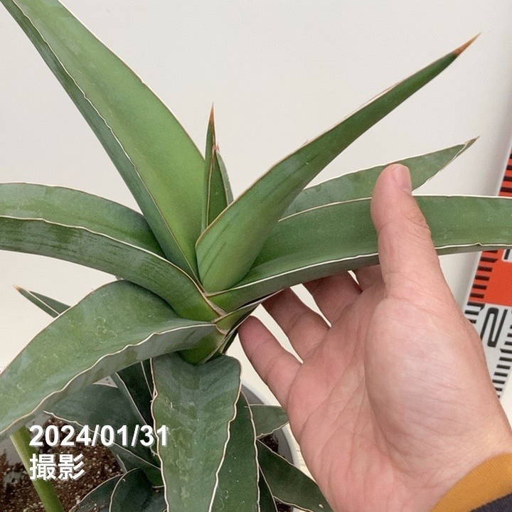 現品お届け】サンスベリア 7号 ソマリアブルー 白プラ鉢仕様｜観葉02