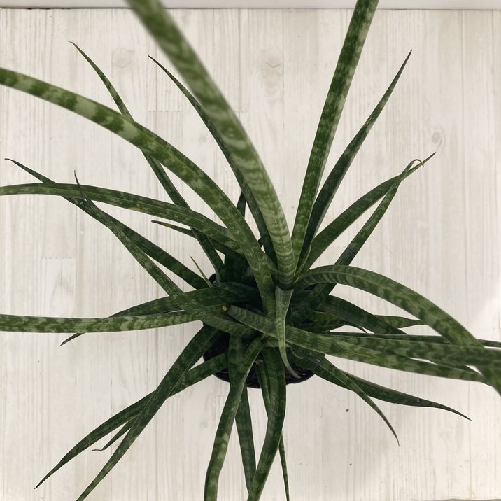 サンスベリア 3.5号 ファーンウッド（ミカド）生産鉢仕様｜観葉02-D2