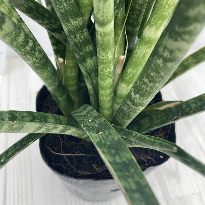 サンスベリア 3.5号 ファーンウッド（ミカド）生産鉢仕様｜観葉02-D2