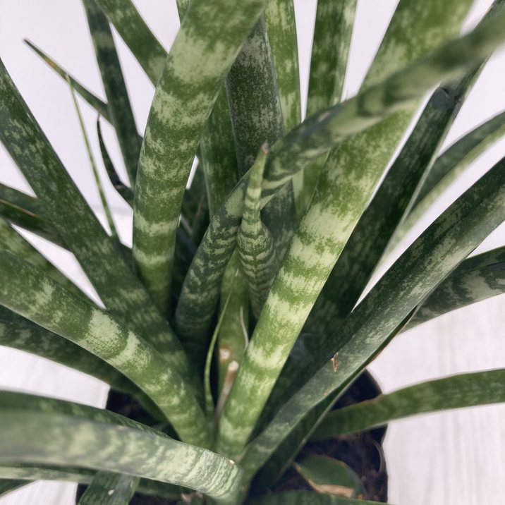 サンスベリア 3.5号 ファーンウッド（ミカド）生産鉢仕様｜観葉02-D2