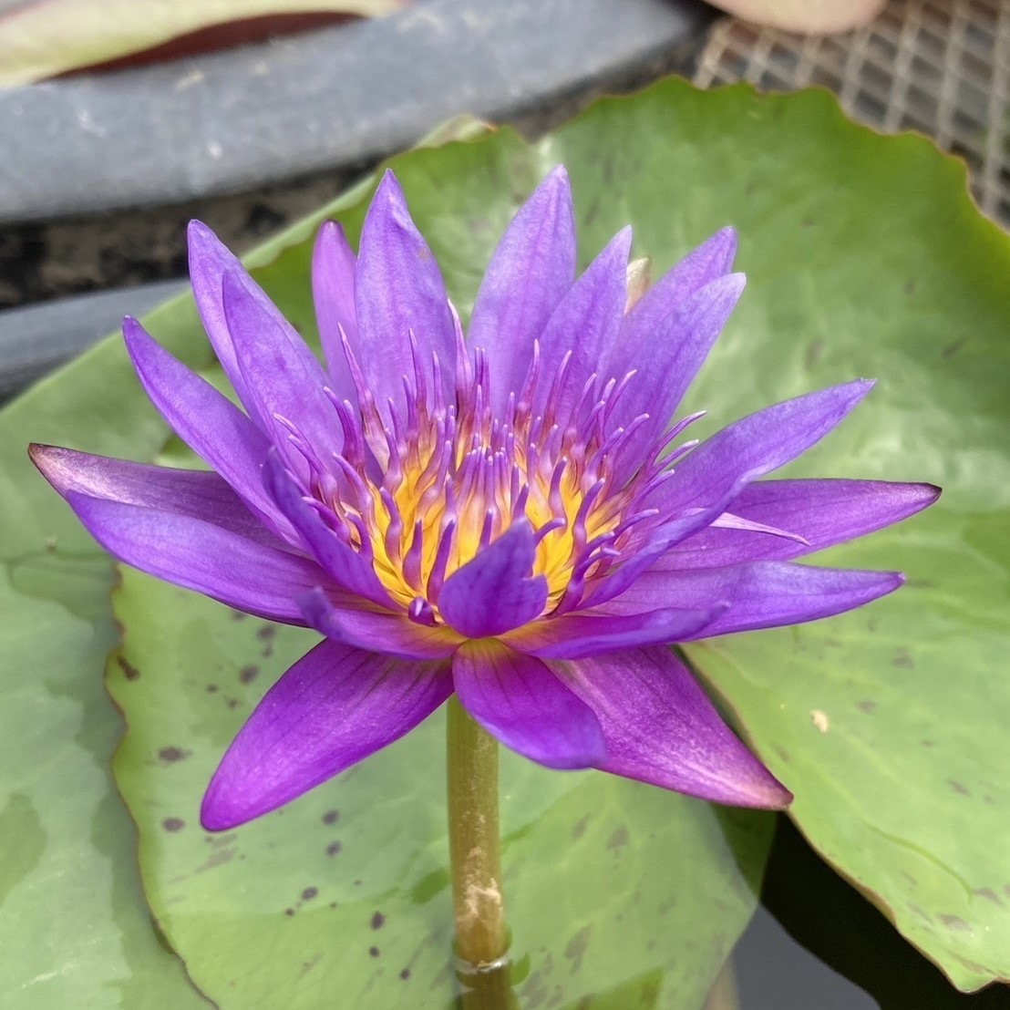 数量限定】熱帯スイレン 4号 パラミー｜草花01-D1 | 草花,熱帯スイレン