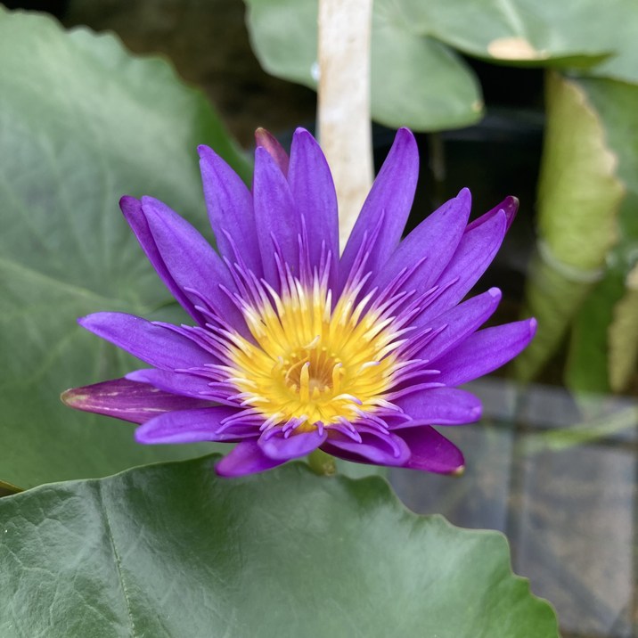 数量限定】熱帯スイレン 4号 パラミー｜草花01-D1 | 草花,熱帯スイレン