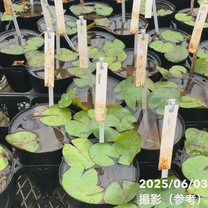 数量限定】熱帯スイレン 4号 パラミー｜草花01-D1 | 草花,熱帯スイレン
