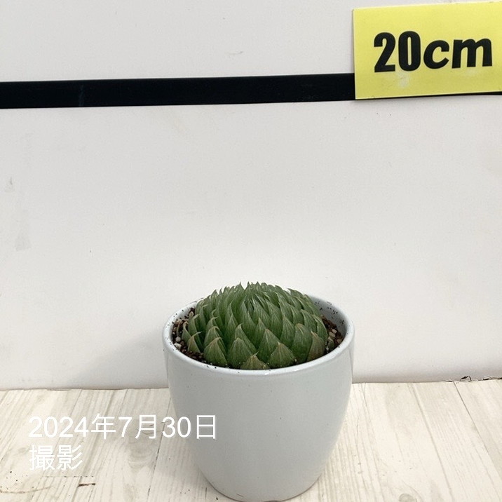 ネイバーフッド SRL つかもと 伝市鉢 陶器鉢 アガベ ハオルチア