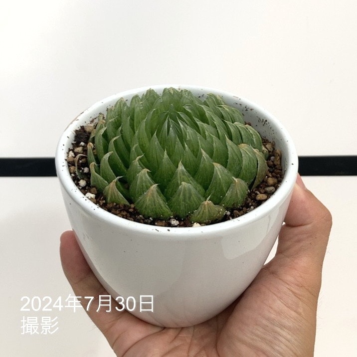 ハオルチア 3.5号 Emerald LED［3-14］白陶器鉢仕様｜観葉02-D2 | 観葉