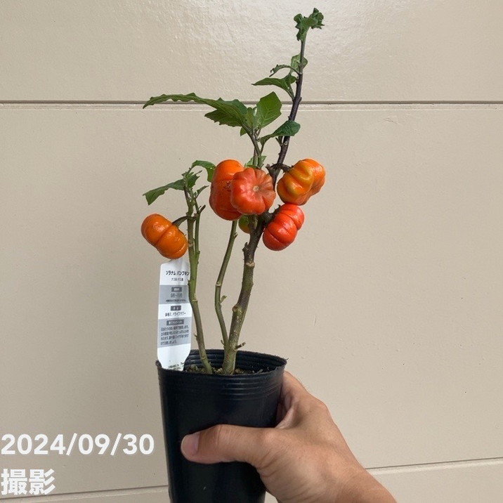 実付き＞ソラナムパンプキン 3～3.5号ロング 2鉢セット｜草花04-PA