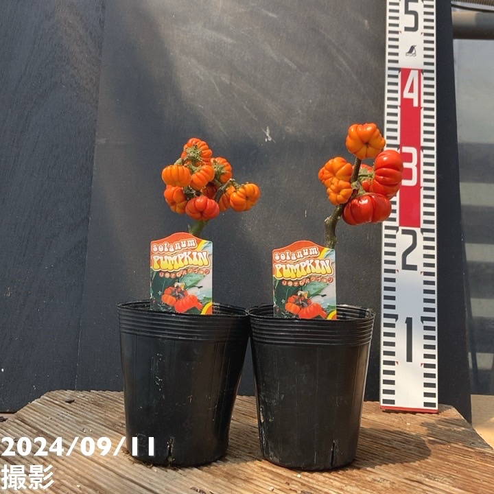 実付き＞ソラナムパンプキン 3～3.5号ロング 2鉢セット｜草花04-PA
