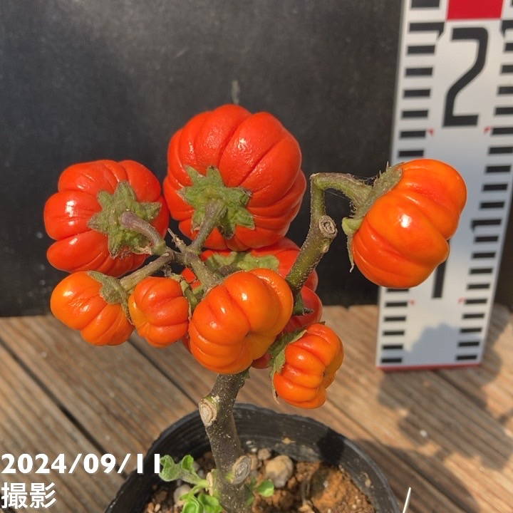 38㎝　パンパスグラスとススキの秋のリース　ドライアンドラ　ソラナムパンプキン 38㎝ パンパスグラスとススキの秋のリース ドライアンドラ ソラナム