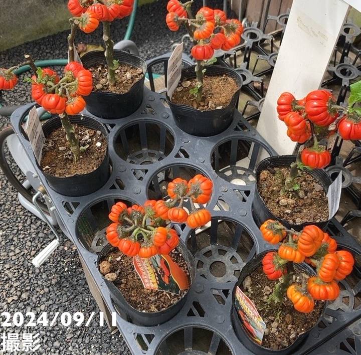 実付き＞ソラナムパンプキン 3～3.5号ロング 2鉢セット｜草花04-PA