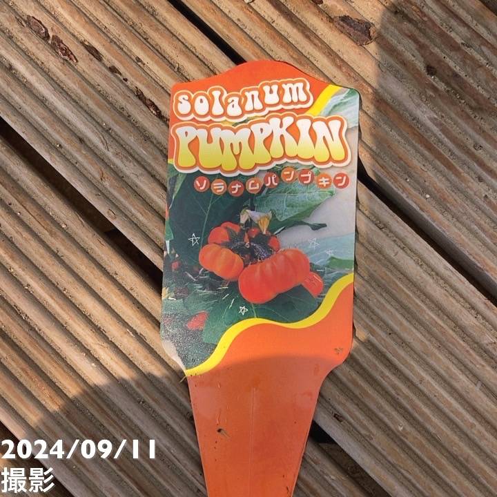 実付き＞ソラナムパンプキン 3～3.5号ロング 2鉢セット｜草花04-PA