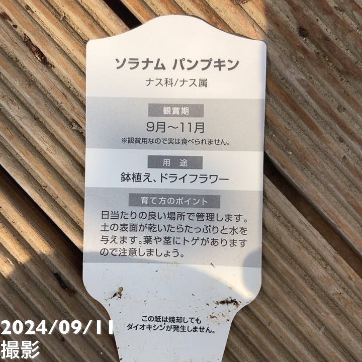実付き＞ソラナムパンプキン 3～3.5号ロング 2鉢セット｜草花04-PA