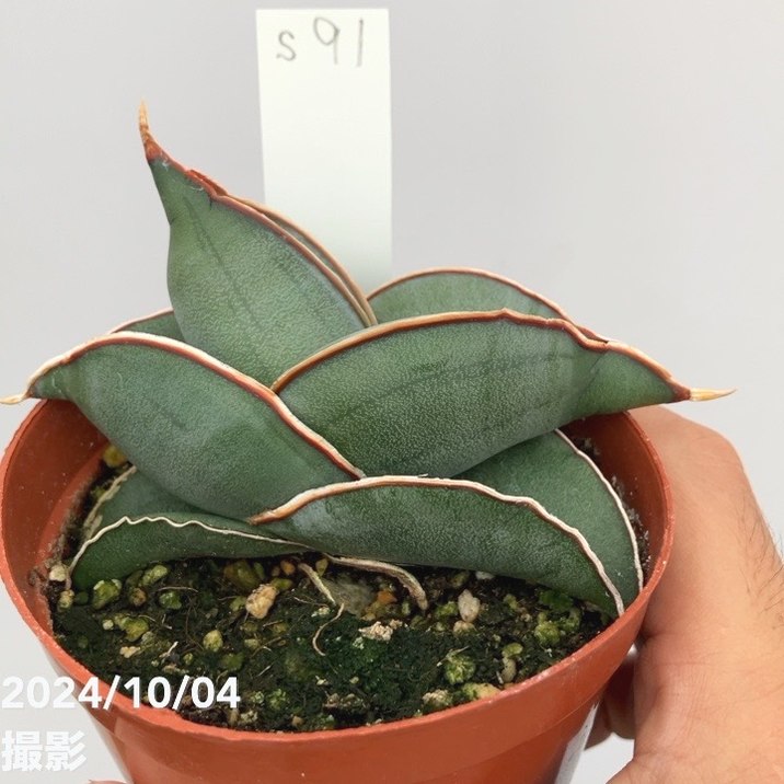 【セール】サンスベリア　ロリダ　約3号鉢　No.022　鉢、送料込 現品お届け】サンスベリア 3号 ロリダ 生産鉢仕様（S85）｜観葉02-D2