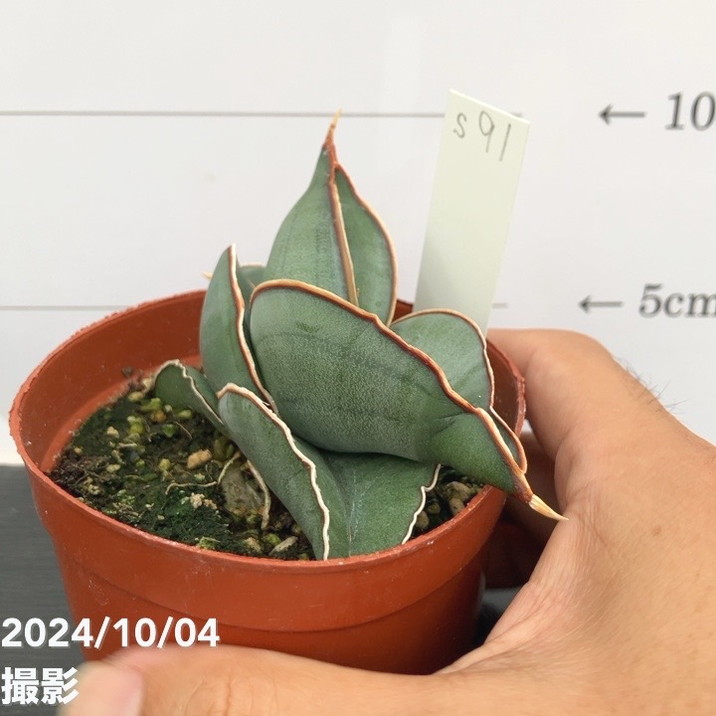 現品お届け】サンスベリア 3号 ロリダ 生産鉢仕様（S91）｜観葉02-D2