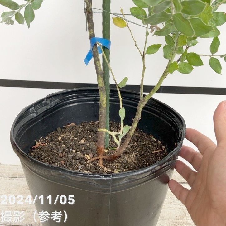 パールアカシア「ボダリーフォリア」8号鉢150cm大株 パールアカシア「ボダリーフォリア」8号鉢150cm大株