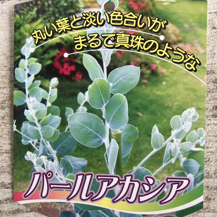 春待ちパールアカシアのリース　小花を添えて　特価 春待ちパールアカシアのリース 小花を添えて 特価
