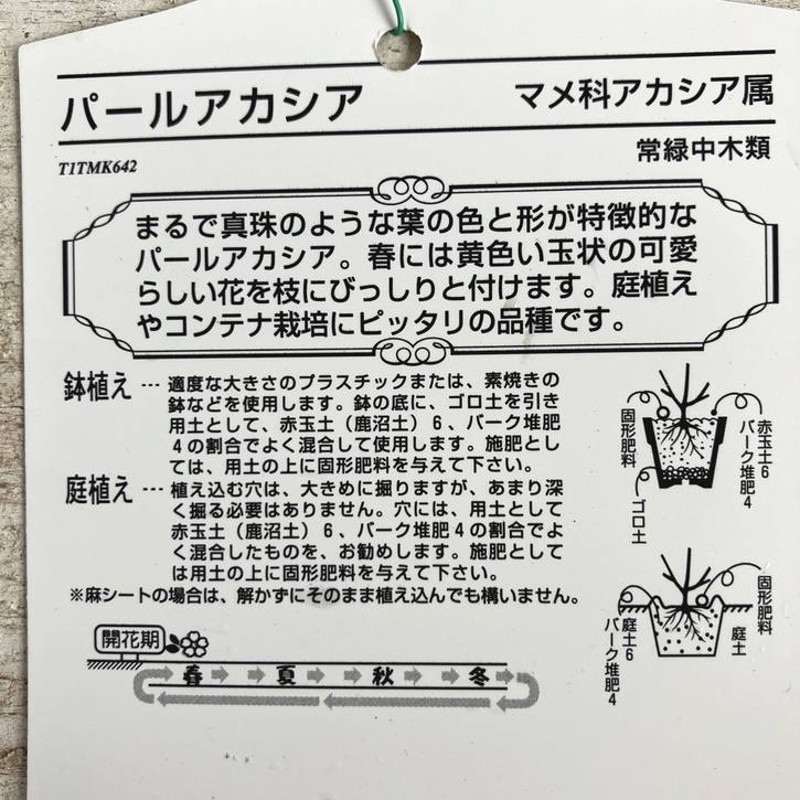 パールアカシア（アカシア・ポダリリーフォリア）8号｜s200｜花木04-PA