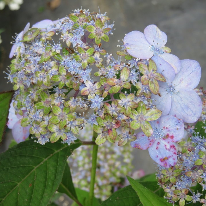 ヤマアジサイ 4号 横浪の月 ヨコナミノツキ（41）｜花木01-D1 | 赤塚