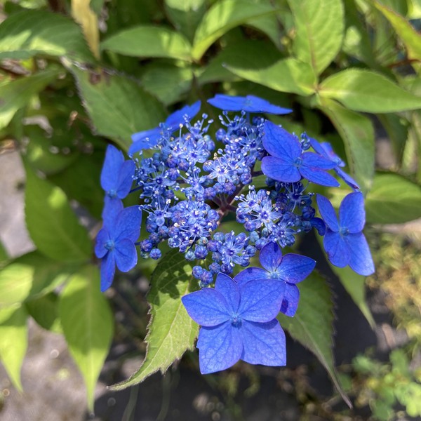 ヤマアジサイ 4号 横浪の月 ヨコナミノツキ（41）｜花木01-D1 | 赤塚