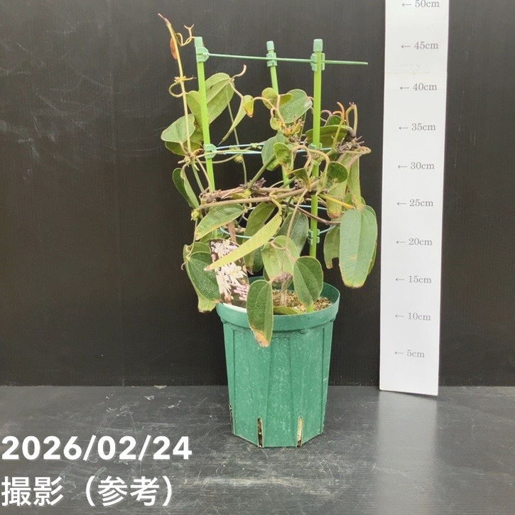 クレマチス アーマンディ系 アップルブロッサム 5号｜草花10-TU | 草花